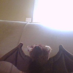 Bat stuff anemel aurora